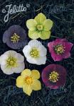 HELLEBORUS Orientalis-Hybr.  Newest Hybrids Portion(s)