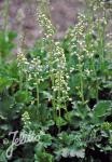 HEUCHERA micrantha   Portion(en)