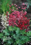 HEUCHERA sanguinea  'Bressingham Hybriden'