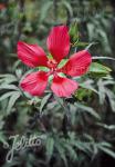 HIBISCUS coccineus   Portion(s)