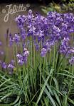 HYACINTHOIDES non-scripta   Portion(en)