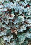 HEUCHERA americana  'Palace Purple Select'