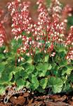 HEUCHERA pulchella   Korn