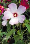 HIBISCUS moscheutos  