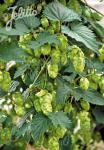 HUMULUS lupulus   Korn