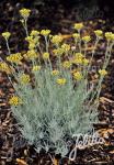 HELICHRYSUM italicum   Portion(en)