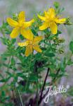 HYPERICUM perforatum  'Topaz'