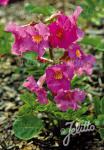 INCARVILLEA delavayi   Portion(en)