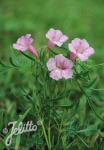 INCARVILLEA olgae   Portion(en)