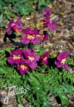 INCARVILLEA zhongdianensis  