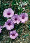 IPOMOEA leptophylla  