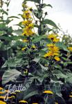 INULA racemosa  'Sonnenspeer'