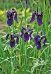 IRIS bulleyana   Portion(en)