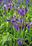 IRIS setosa   Portion(en)