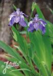 IRIS tectorum  