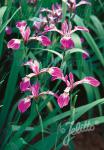 IRIS versicolor  'Kermesina'