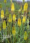 KNIPHOFIA citrina   Portion(en)