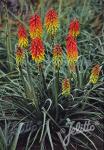 KNIPHOFIA hirsuta  'Fire Dance' Portion(en)