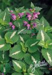 LAMIUM maculatum   Portion(s)