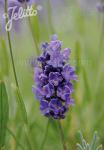LAVANDULA angustifolia Ellagance-Serie 'Ellagance Purple'