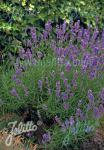 LAVANDULA angustifolia  Munstead-Strain