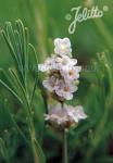 LAVANDULA angustifolia Ellagance-Series 'Ellagance Snow'