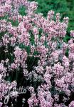 LAVANDULA angustifolia  'Rosea' Portion(en)