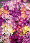 LEWISIA Cotyledon-Hybr.  'Regenbogen' Portion(en)