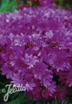 LEWISIA Cotyledon-Hybr. Sunset-Serie 'Sunset Purple-Violet'