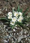 LEWISIA nevadensis  