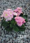 LEWISIA Cotyledon-Hybr. Elise-Series 'Elise Rosy Pink' Portion(s)