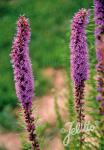 LIATRIS pycnostachya   Portion(en)