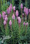 LIATRIS spicata   Portion(s)