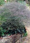 LIMONIUM latifolium  