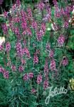 LINARIA purpurea  