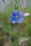 LINUM lewisii  