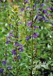 LOBELIA sessilifolia  