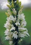 LOBELIA siphilitica  'Alba' Portion(en)