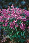 LATHYRUS vernus   Seeds