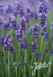 LAVANDULA angustifolia  Hidcote Blue-Strain Korn