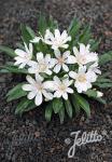 LEWISIA Longipetala-Hybr. Little-Series 'Little Snowberry'