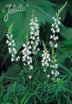 LINARIA purpurea  'Springside White'