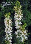 LOBELIA cardinalis f. albiflora  'White Cardinal' Seeds