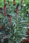 LYSIMACHIA atropurpurea   Seeds