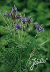 LAVANDULA multifida   Portion(s)