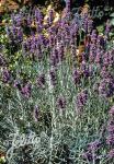 LAVANDULA angustifolia   Portion(s)