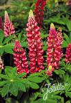 LUPINUS Perennis-Hybr. Russell Band of Nobles Serie 'Edelknaben'