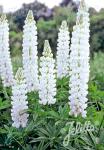 LUPINUS Perennis-Hybr. Russell Band of Nobles Serie 'Fräulein'