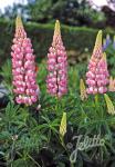 LUPINUS Perennis-Hybr. Russell Band of Nobles Series 'Schloßfrau'