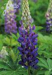 LUPINUS Perennis-Hybr. Nanus Russell Gallery-Serie 'Gallery Blau' Portion(en)